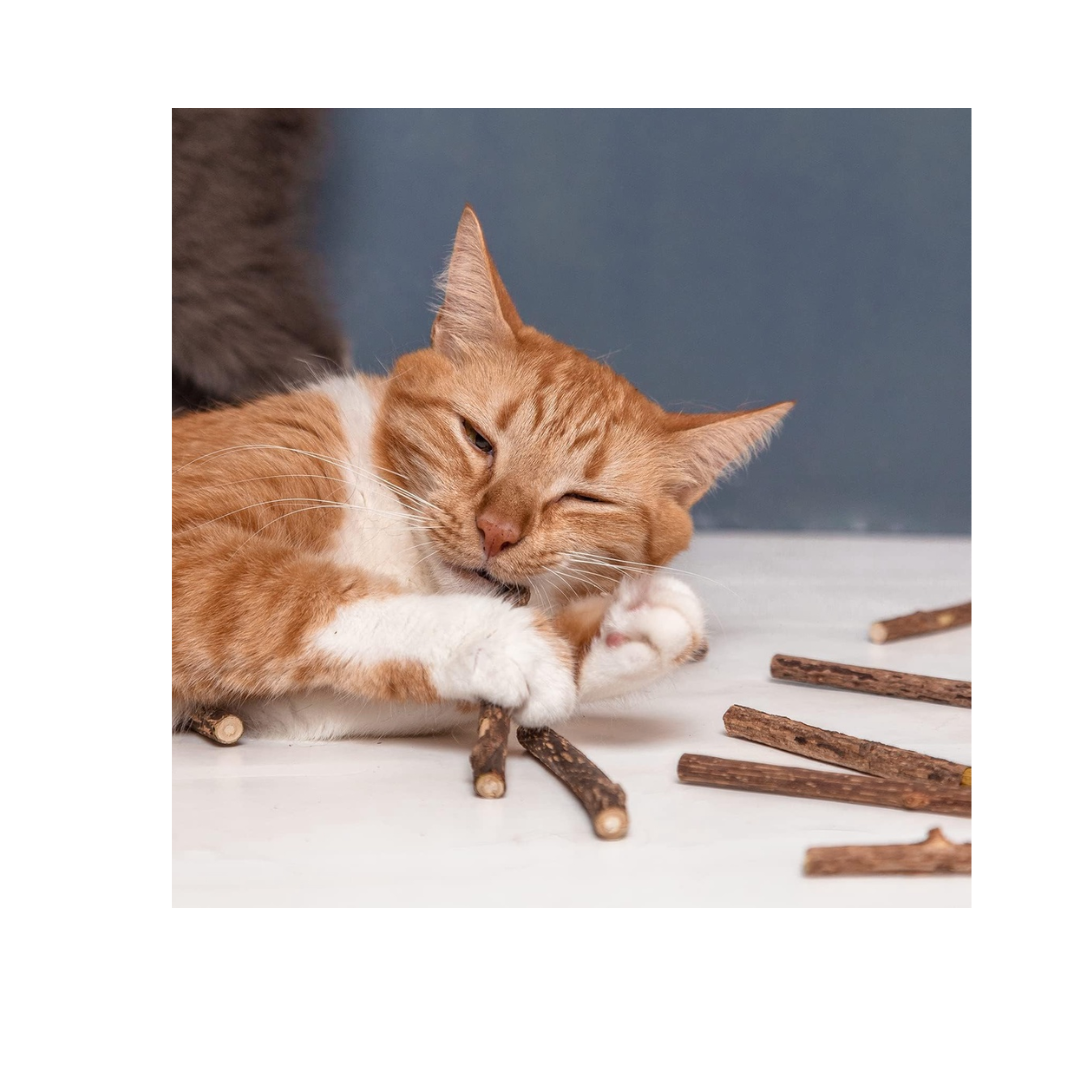 KIT DE ENTRETENIMIENTO GATOS
