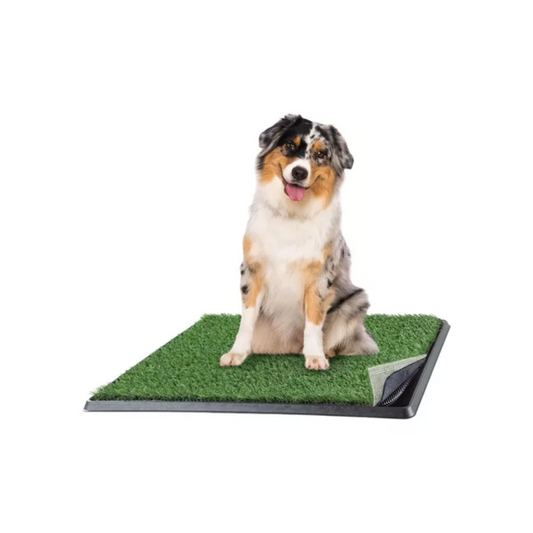 BAÑO DE GRAMILLA PARA PERROS