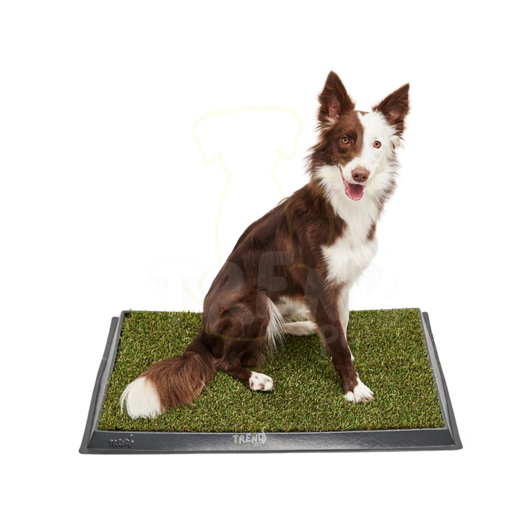 BAÑO DE GRAMILLA PARA PERROS